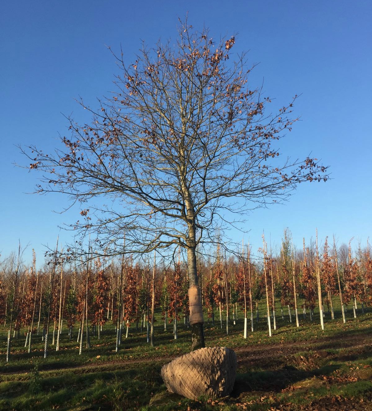 Mature Tree For Sale 10