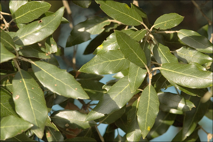Quercus ilex | Evergreen Oak | Holm Oak | Tree Nursery