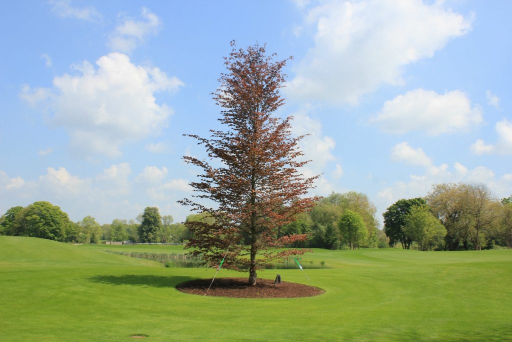 Trees for Golf Courses