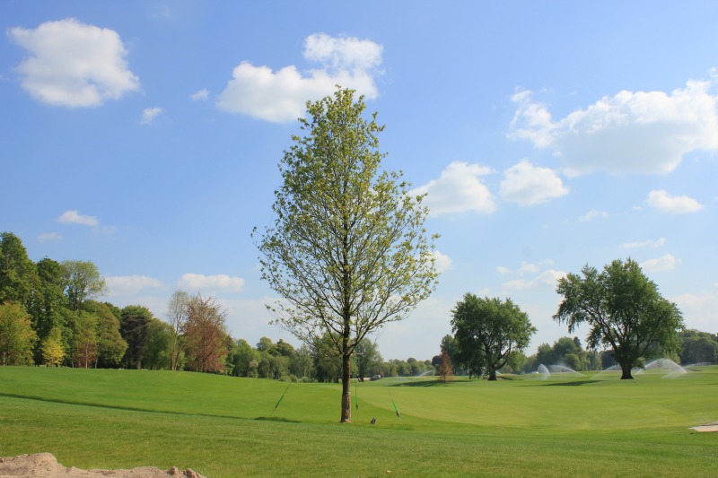 Trees for Golf Courses