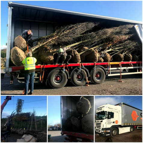 Exporting Trees to the UK