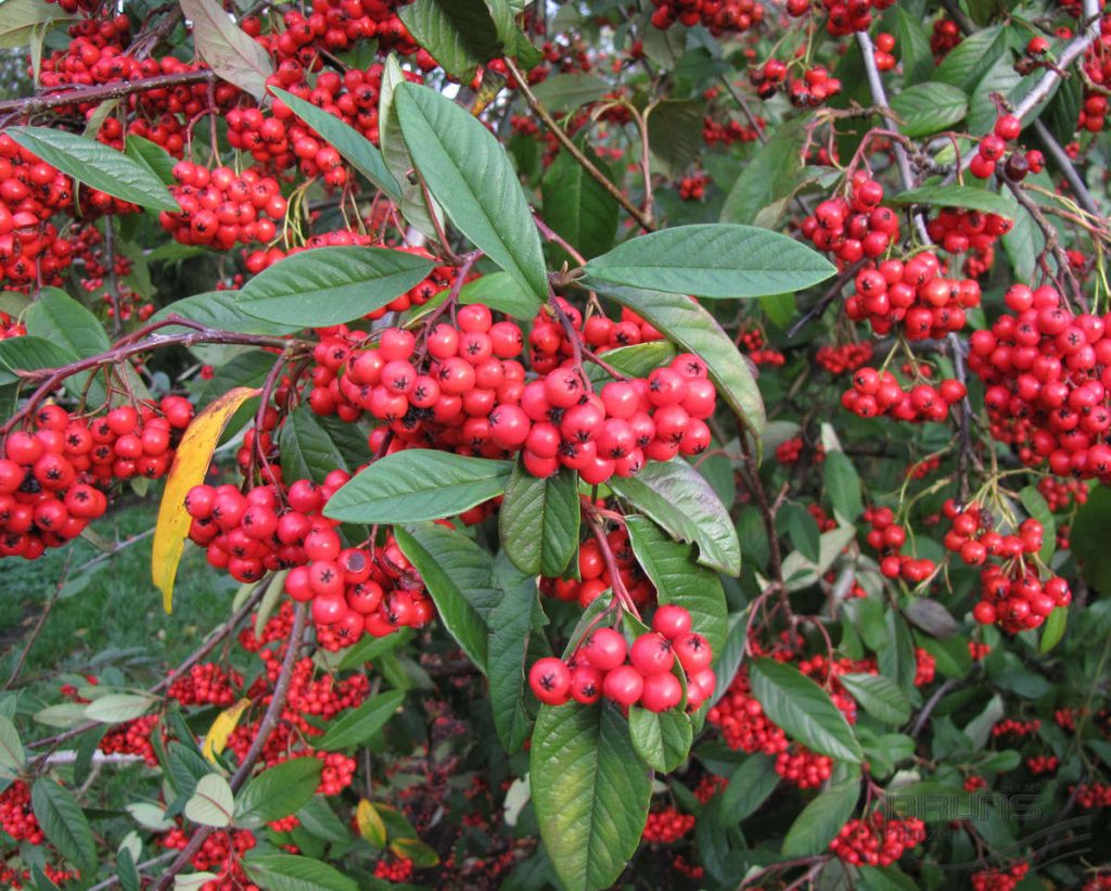 Cotoneaster watereri cornubia | Nangle and Niesen | Tree Nursery