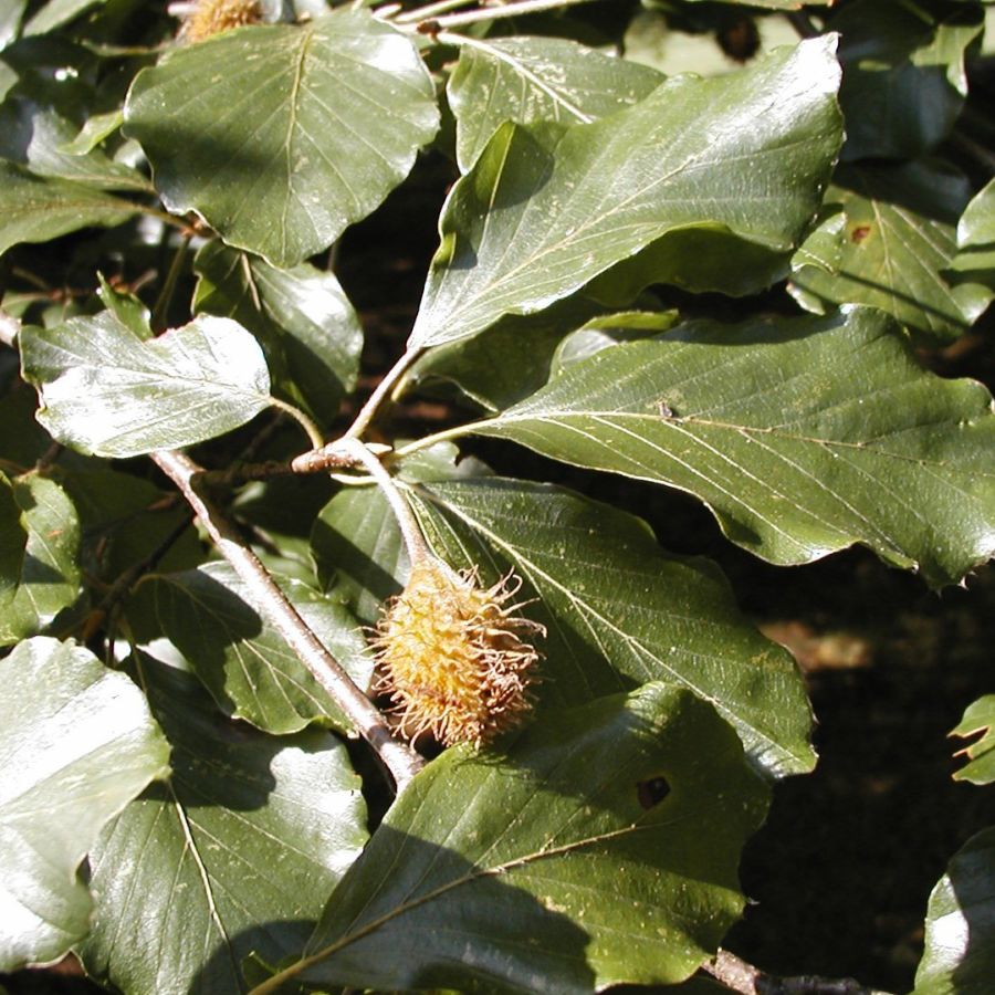 Fagus orientalis