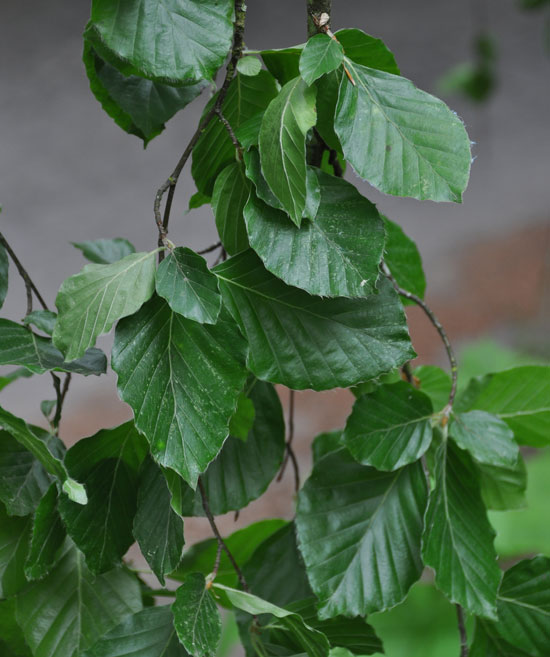 Fagus sylvatica Pendula