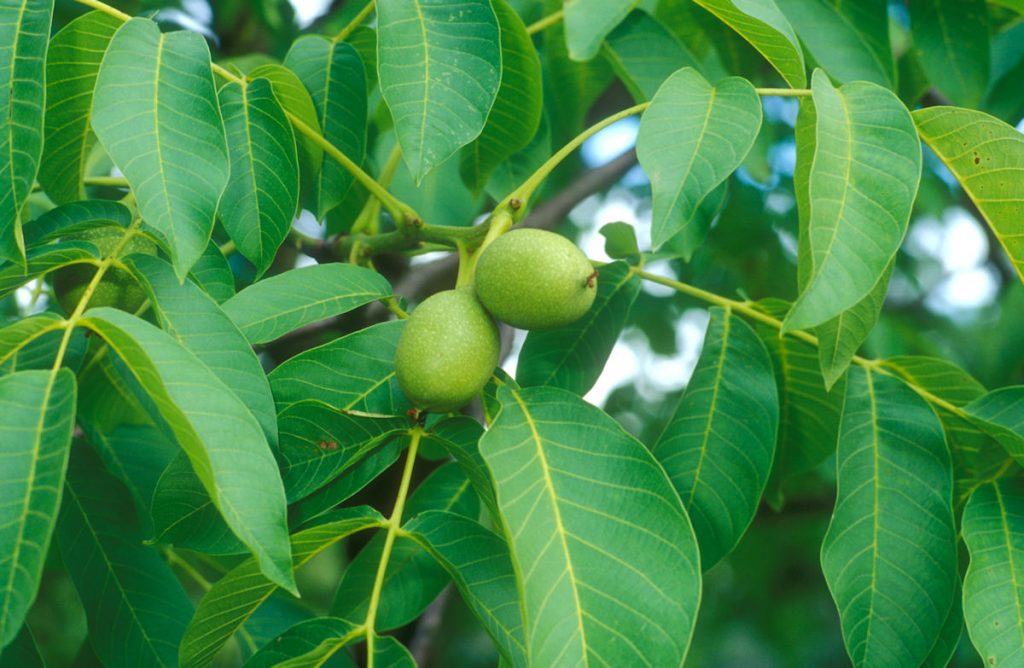 Juglans regia