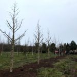 Transplanting Trees