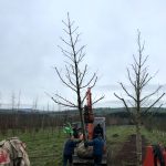 Transplanting Trees