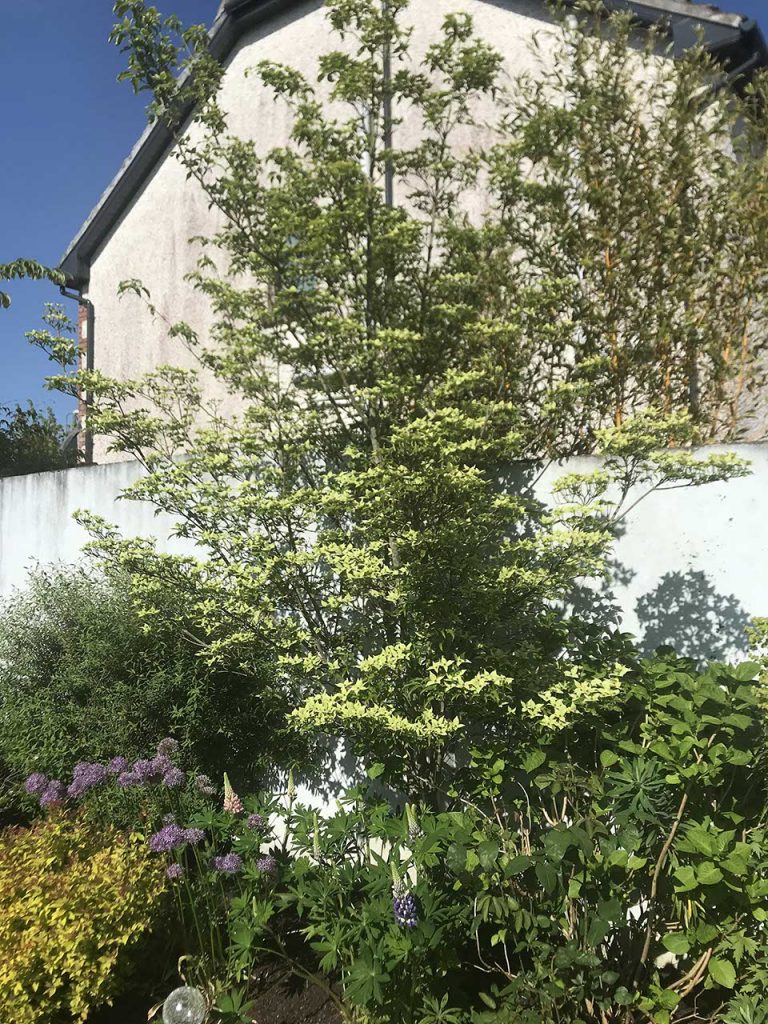 Cornus kousa China Girl (Korean Dogwood) – Nangle and Niesen Tree ...